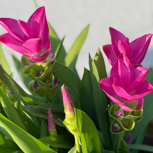 Meet your Posher, Victoria - Picture 3 of 16